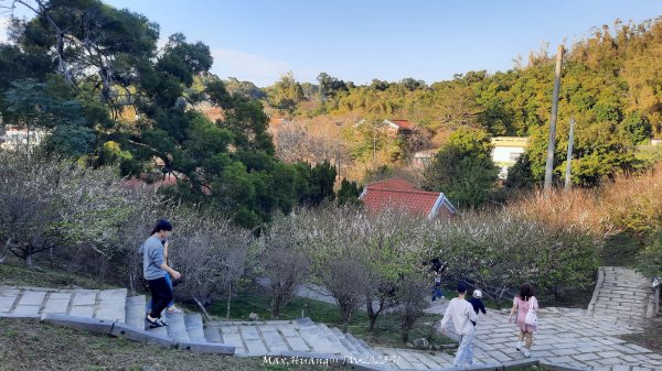 《彰化》桃李櫻美｜花壇虎山巖步道x大嶺巷富士櫻202503012723667