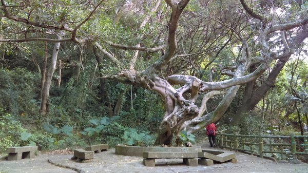 【臺北大縱走1】八爪魚般的樹根步道忠義山800850