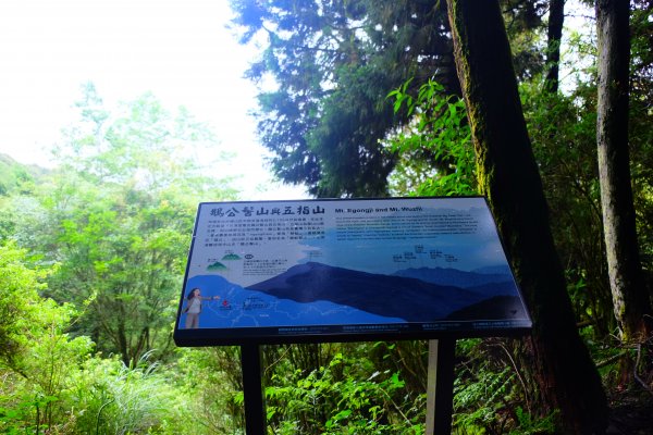 會呼吸的觀霧檜山巨木群步道977593