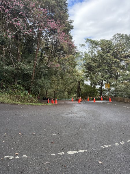 68溪頭天文台鳳凰林道3085008