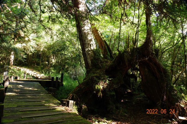 宜蘭 大同 太平山森林遊樂區 檜木原始林步道1743662