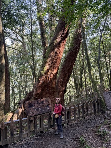 鎮西堡巨木步道B區全段+A區部分3008507