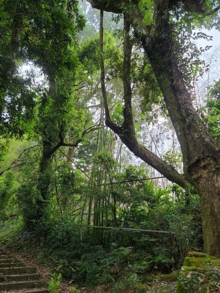 嘉義大凍山O型輕鬆走1699137