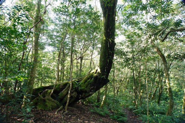 桃園-三峽 志繼山、東眼山、拉卡山、卡外山3005180