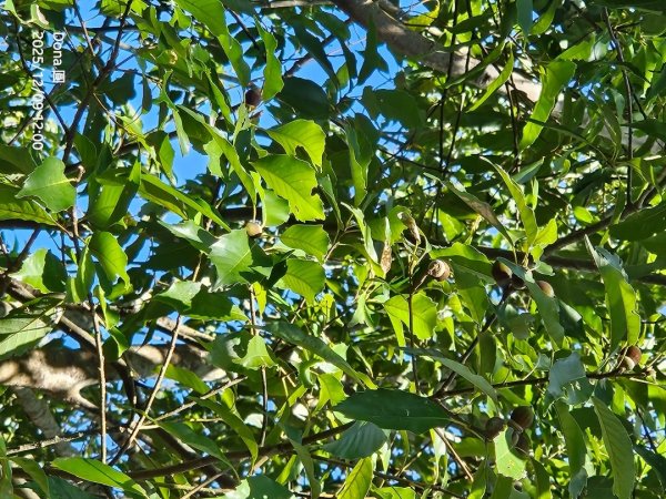 20251209新竹寶二水庫環湖O走+峨嵋湖2969280