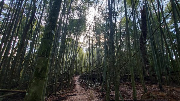 水社大山 水社主峰1597938