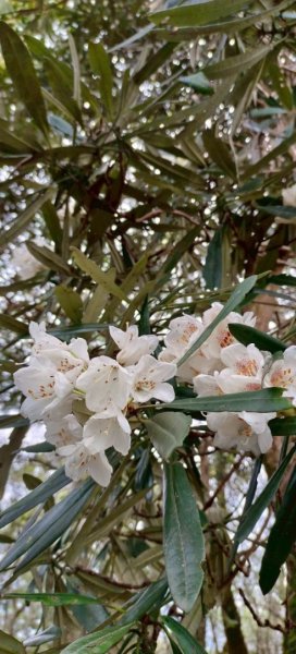 山車廣山.福巴越嶺O-神木群-水晶蘭-根結蘭2756260
