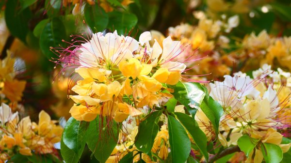 加羅林魚木,松菸文創園區3038154