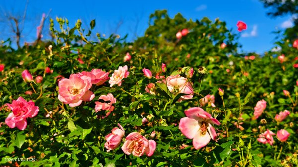 #花卉試驗中心 #永公路500巷 #平菁街42巷 #原住民公園 #士林官邸 1/42976503