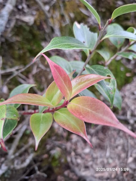 2025.01.24~26 北大武山 三天兩夜〈雲海、夕陽、檜木、鐵杉、藍天...〉2700335