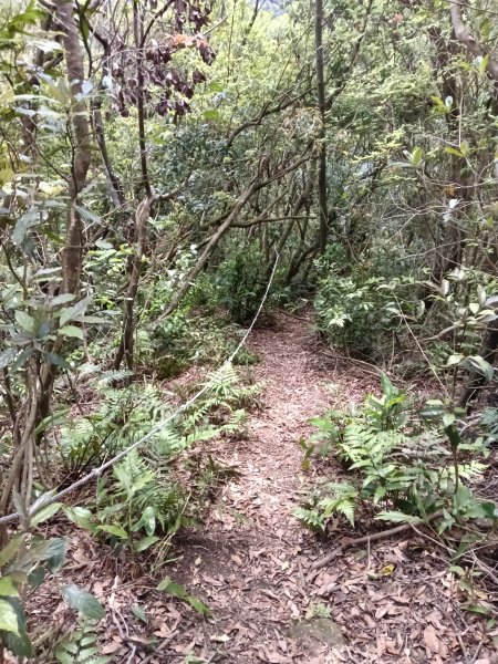 蛇子形古道+柴寮古道2754238