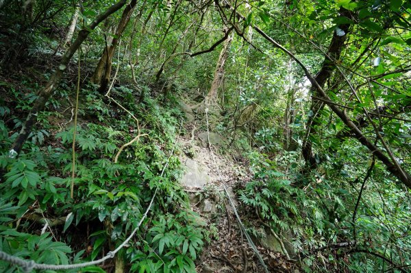 新北 烏來 烏來山、大桶山、四崁水山2829229