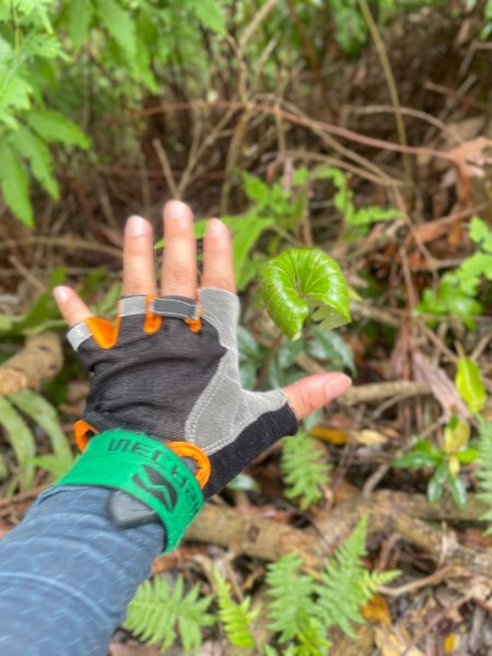 微笑山⛰️線-大棟-二格山-五分山-天上山-鳶山💎12條步道完成💙2834167