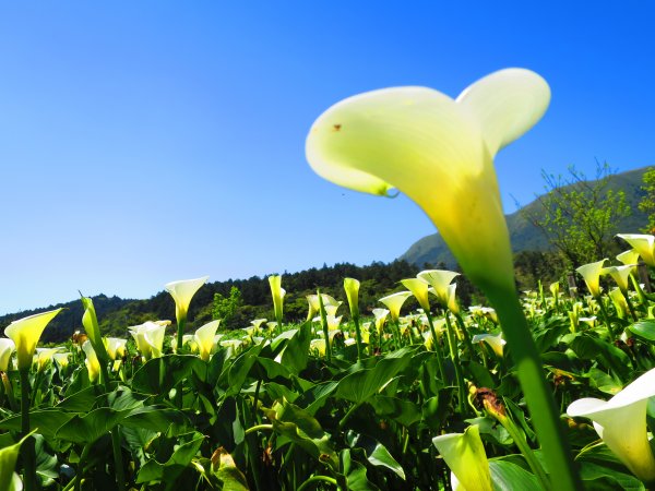 跟著花開去旅行:2020陽明山海芋季893817