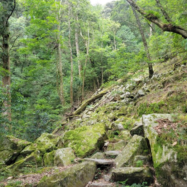 大雪山森林遊樂區森林浴步道2543604