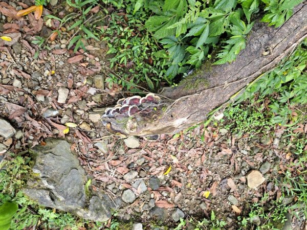 淡蘭中路第四段：威惠廟到灣潭古道登山口3104486
