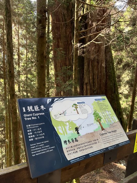 【樂山林道】鐵道遺跡、尤命神木、鹿坑山1650753