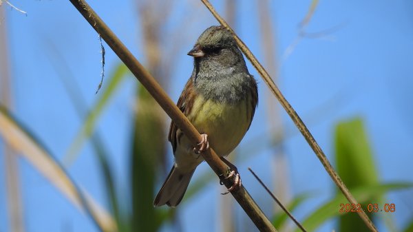 春暖花開，鳥語花香1633880