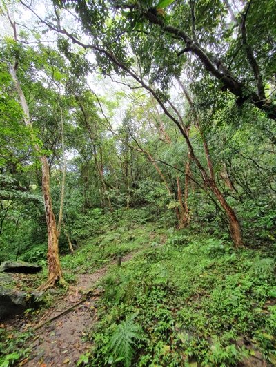 【豐濱-阿美族聖山】八里灣山朝聖去~897814