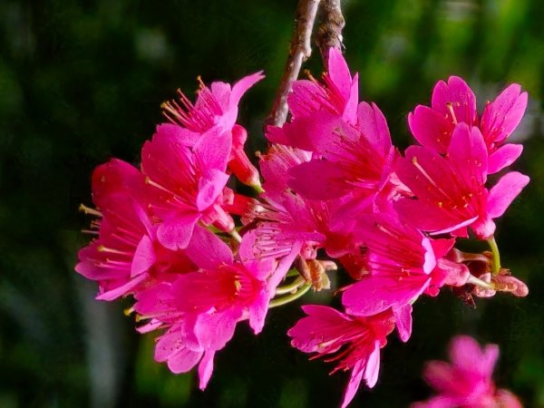 台中大坑9號／9之1／6號／7號O繞3連峰（西平山／平和山／大山母山）2709826