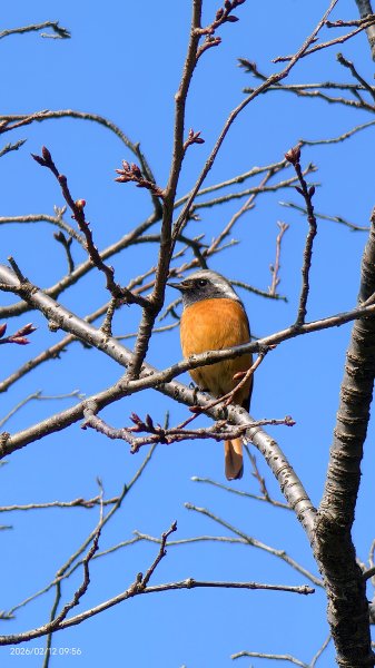 #河津櫻 #八重櫻 #山櫻花 #黃尾鴝 #綠繡眼 #夕陽 2/122997676