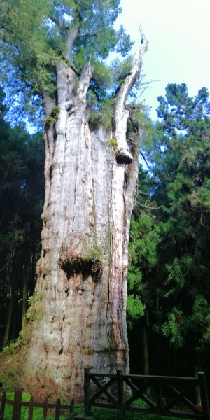 嘉義~探訪2700年樹齡之水山巨木1105300