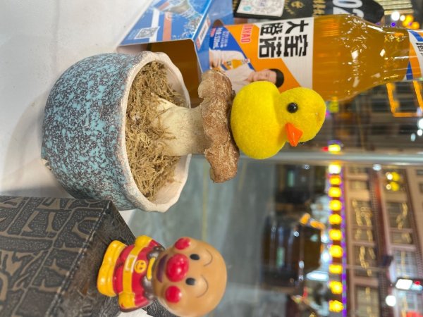 西藏♥️可愛動物🐎人物寫真/拉薩旅拍/美食2903349