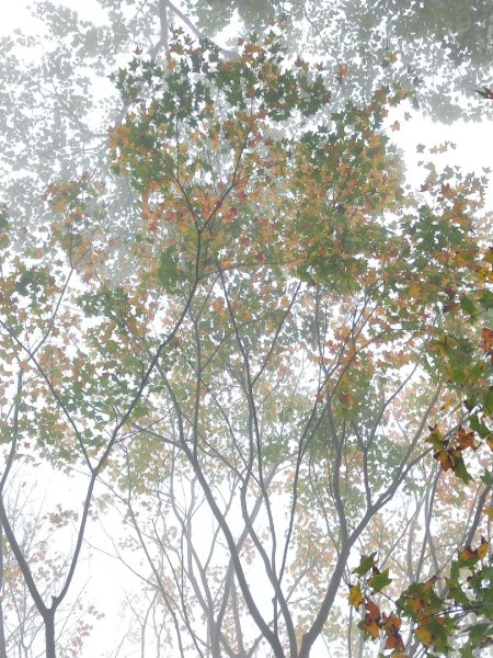 九讚頭車站-大崎棟.茶亭.逃學.騎龍古道20幾K繞大O2972522