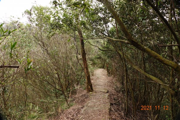 苗栗 銅鑼 員屯山1512824