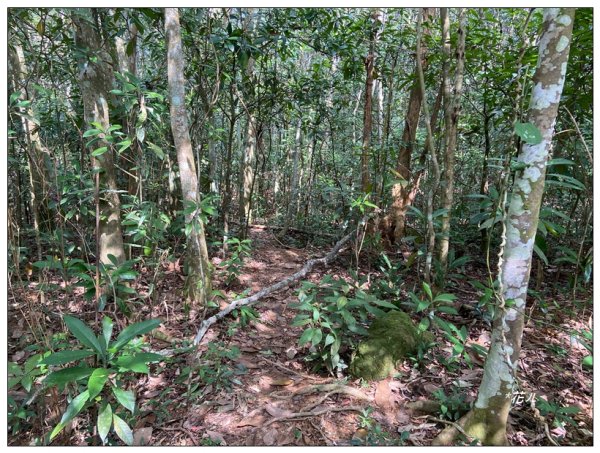 茶園坪山 O型路線2750573