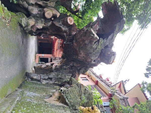 2026樟之細路：渡南，飛鳳,騎龍，茶亭，石山艮，獅山古道3115558