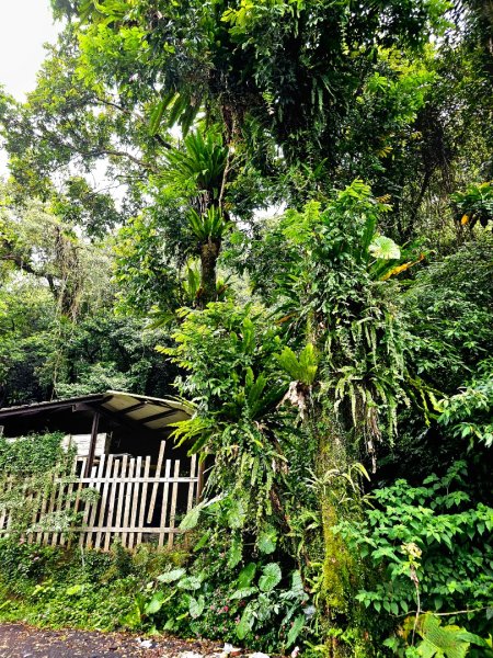 2026年臺北大縱走第七段：世界山莊至飛龍步道政大後山3032043