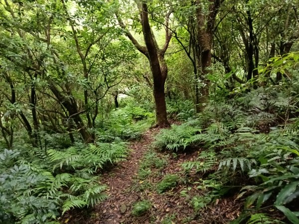 瑞芳區找尋半屏大瀑布未果2880952