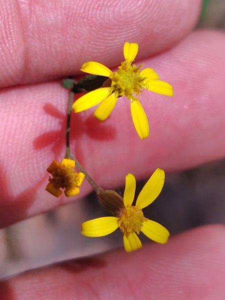 東埔走八通關古道訪龍貓公車繞對關山O型2962772