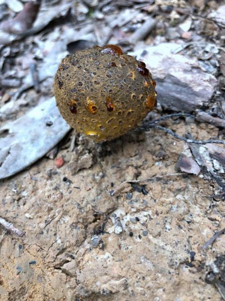 【香港Hong Kong】薄扶林家樂徑394603