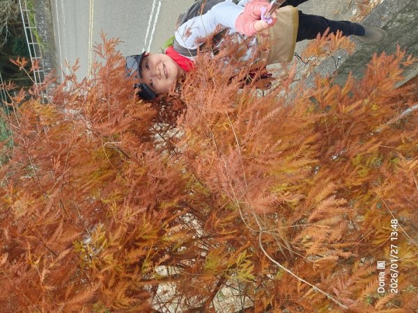 20260127三通嶺山.三義山(大桁茂山).慈濟山.大坪山大O走2989982