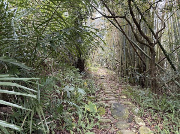 [樟之細路_第二大段RSA17] 2026_0328 飛鳳古道3026059