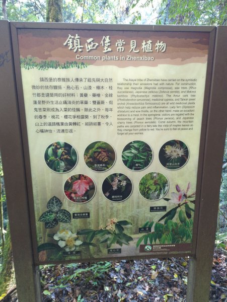 2026.01.03－鎮西堡B區神木群2981132