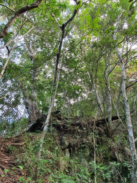 【花蓮富里】 海岸三雄-新港山我來了~1146214