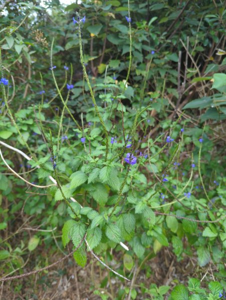 2025.02.28－巴塱衛山2728088