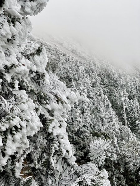 絕美銀白世界 玉山降下今年冬天「初雪」1236006