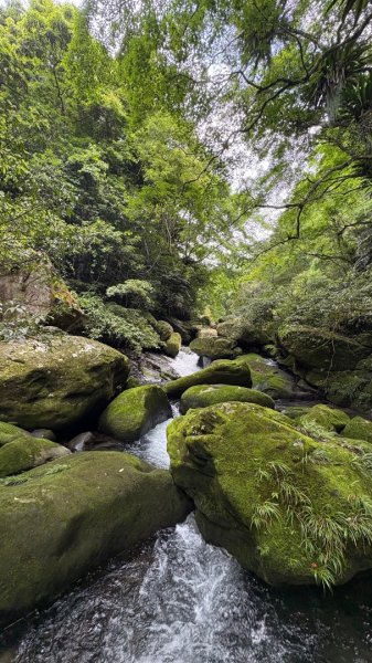 戲水（鴛鴦2786711
