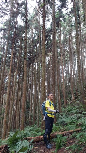 柳杉的國度-油羅山2095590