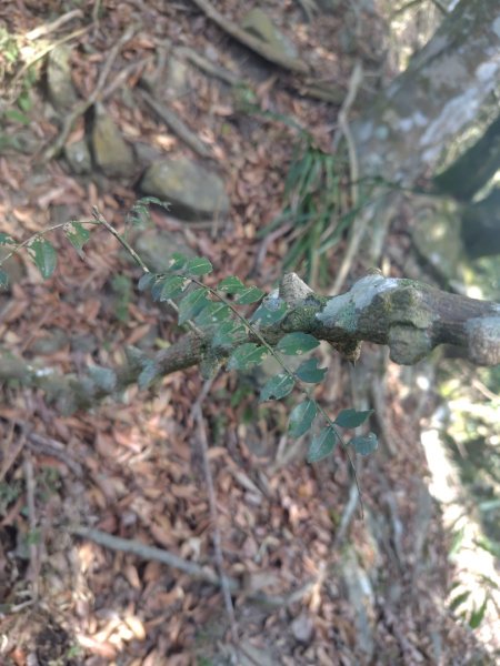 大竹溪山連走鞍輪名山3006889