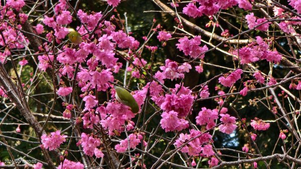 #河津櫻 #八重櫻 #山櫻花 #黃尾鴝 #綠繡眼 #夕陽 2/122997679