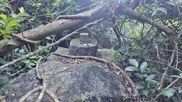 20251007冷水山西峰-三重橋山-挑硫古道-大油坑山前峰-大油坑山2907643