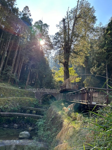 阿里山園區巨木群步道繞一圈2420753