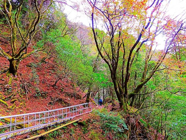 阿里山尋石山，五彩繽紛的石山引水道792511