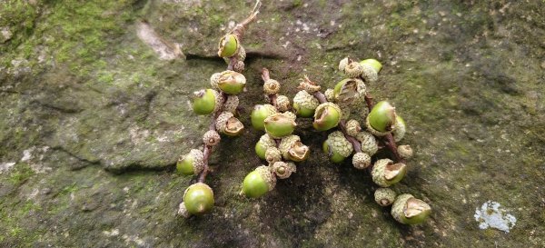 2025/10/10-水田林道上外鳥嘴山2911510