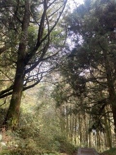 1130306大塔山步道2696753